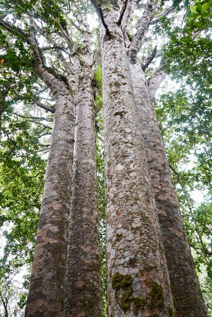 Kauri forest