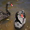 Black Swans