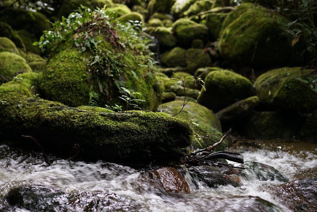 So sieht‘s hier oft aus im Wald 