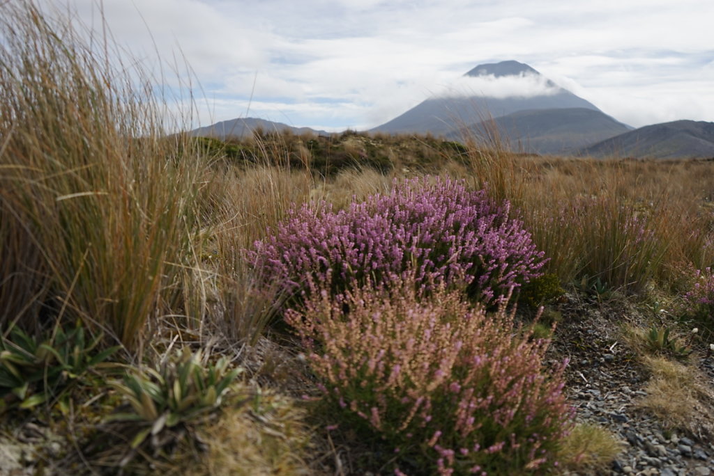 Tongariro National Park