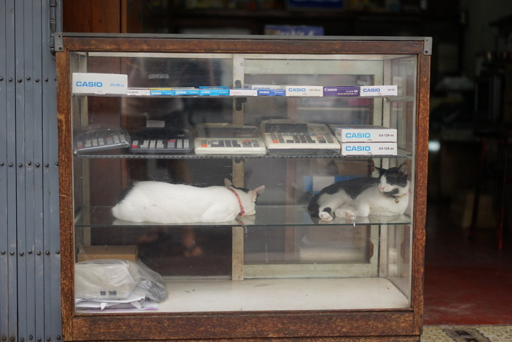 Jede Katze findet sein Plätzchen 